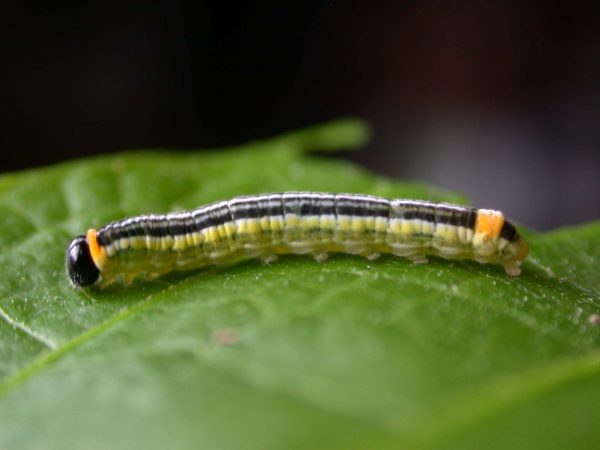 Pteronymia alissa 5th instar, KRW-202