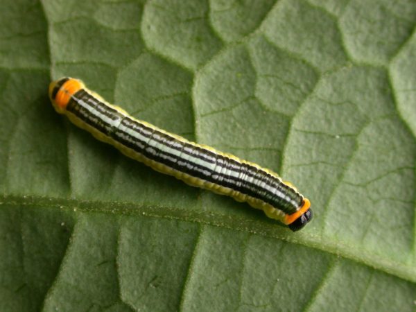 Pteronymia alissa 5th instar, KRW-202