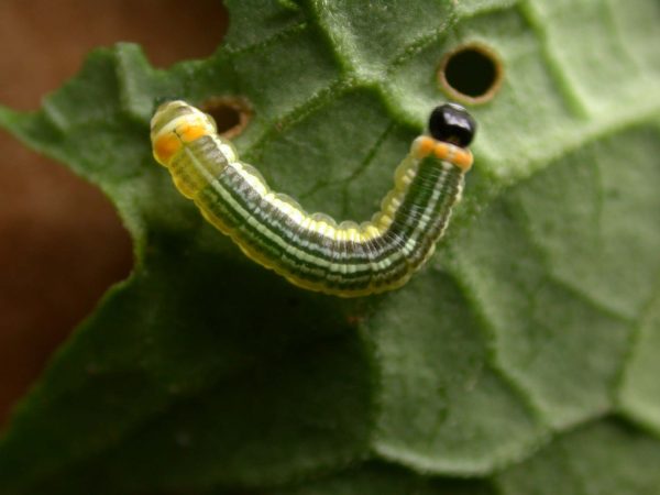 Pteronymia alissa 5th instar, KRW-203