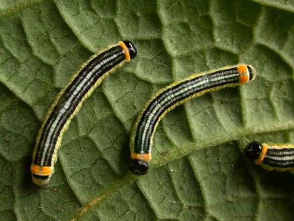 Pteronymia alissa 5th instar, KRW-203