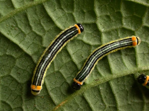 Pteronymia alissa 5th instar, KRW-203