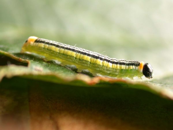 Pteronymia alissa 5th instar, KRW-203