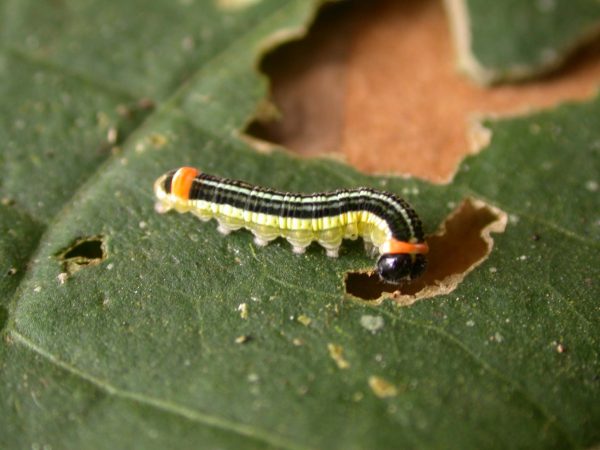 Pteronymia alissa 5th instar, KRW-236