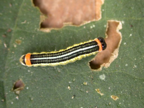 Pteronymia alissa 5th instar, KRW-236