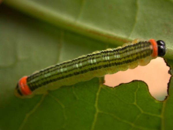 Pteronymia alissa 5th instar, KRW-236