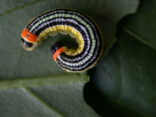 Pteronymia alissa 5th instar, KRW-63-2