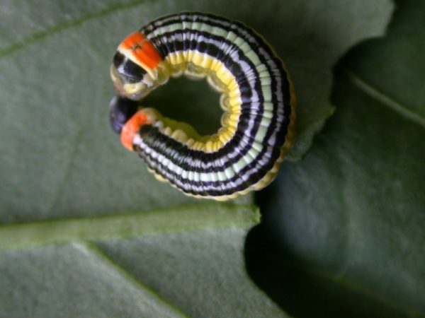 Pteronymia alissa 5th instar, KRW-63-2