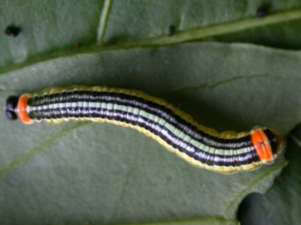 Pteronymia alissa 5th instar, KRW-63-2