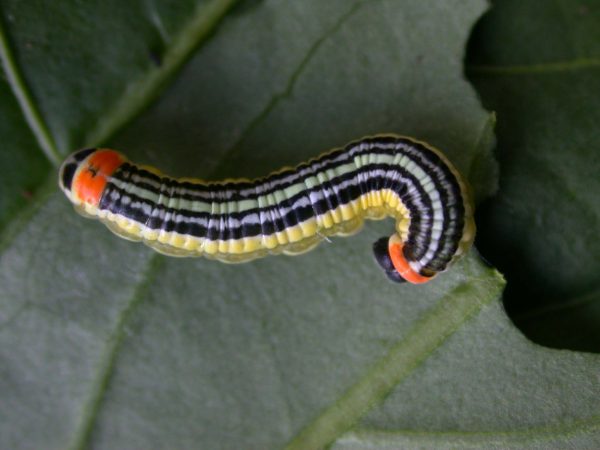 Pteronymia alissa 5th instar, KRW-63-2