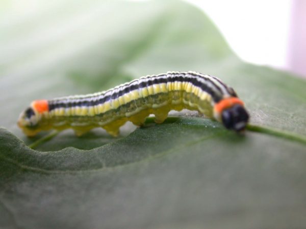 Pteronymia alissa 5th instar, KRW-63-2