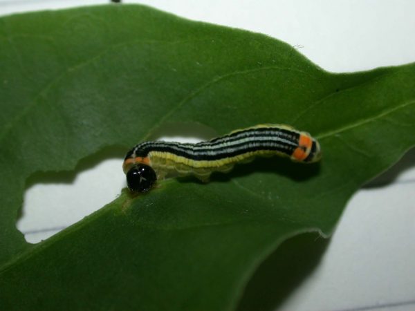 Pteronymia alissa 5th instar, KRW-64