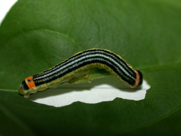 Pteronymia alissa 5th instar, KRW-64