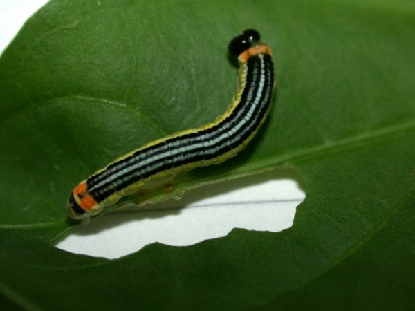 Pteronymia alissa 5th instar, KRW-64