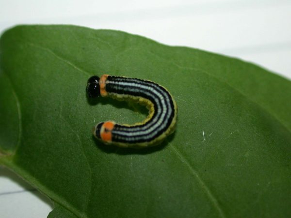 Pteronymia alissa 5th instar, KRW-64