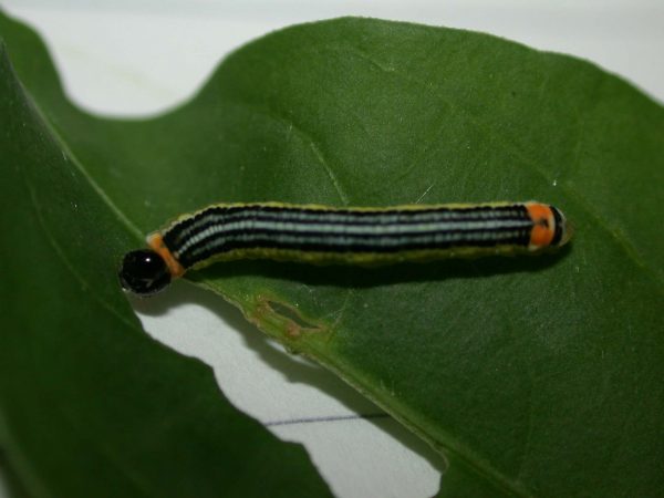 Pteronymia alissa 5th instar, KRW-64