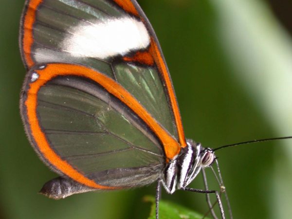 Pteronymia alissa adult, KRW-164