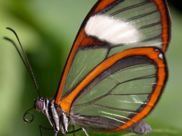 Pteronymia alissa adult, KRW-164