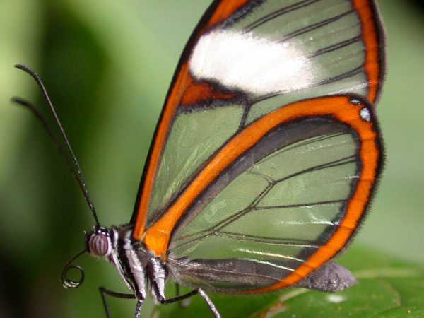 Pteronymia alissa adult, KRW-164