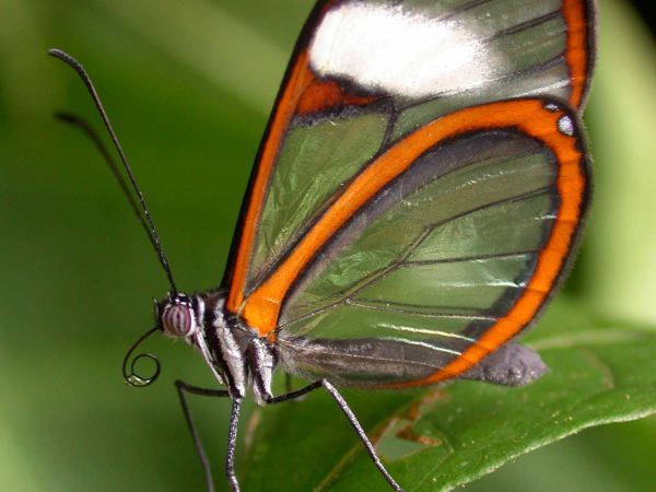 Pteronymia alissa adult, KRW-164