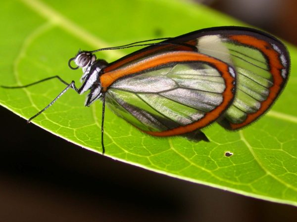 Pteronymia alissa adult, KRW-63-2