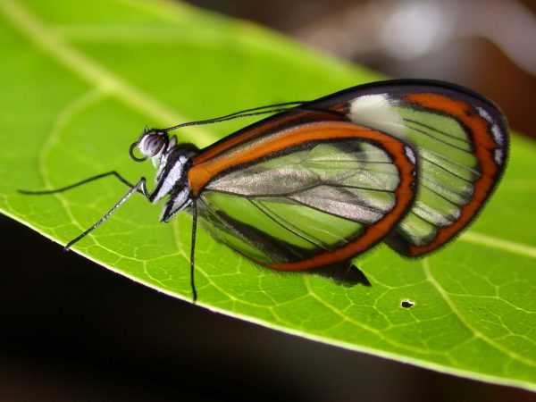 Pteronymia alissa adult, KRW-63-2