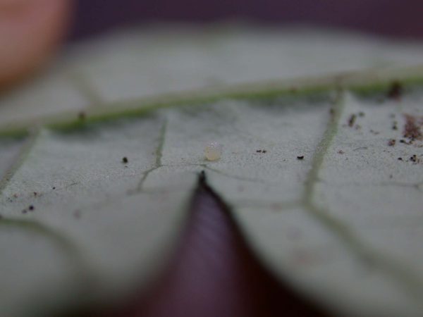 Pteronymia alissa egg, KRW-164