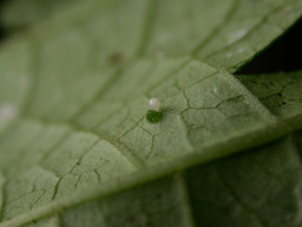 Pteronymia alissa egg, KRW-201