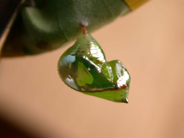 Pteronymia alissa pupa, KRW-164