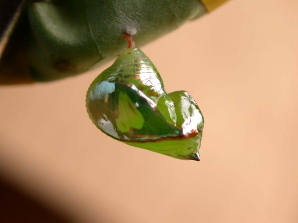 Pteronymia alissa pupa, KRW-164