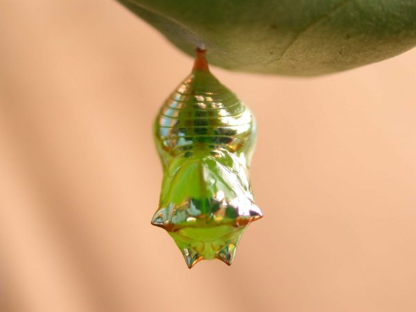 Pteronymia alissa pupa, KRW-164