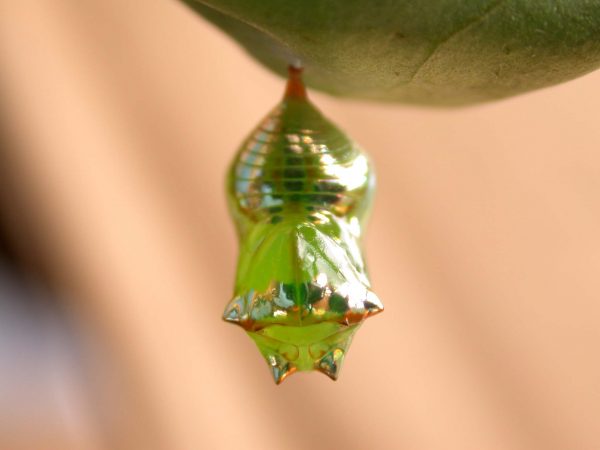 Pteronymia alissa pupa, KRW-164