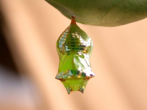 Pteronymia alissa pupa, KRW-164