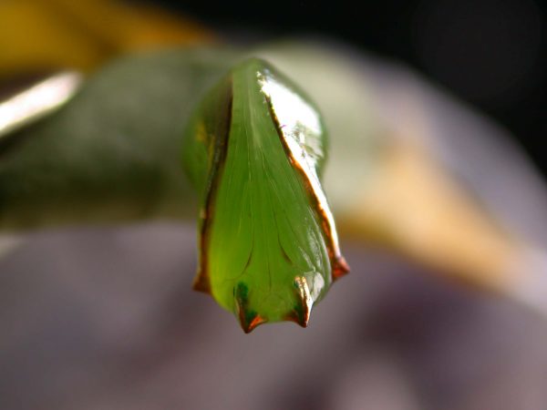 Pteronymia alissa pupa, KRW-164
