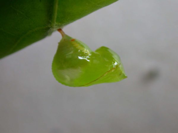 Pteronymia alissa pupa, KRW-63-2