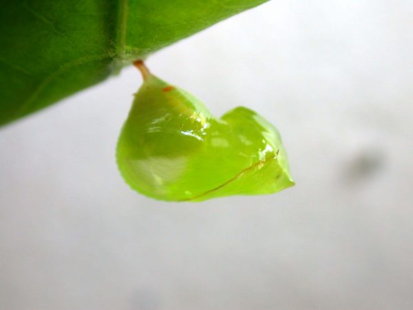 Pteronymia alissa pupa, KRW-63-2