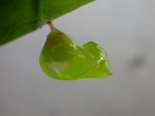 Pteronymia alissa pupa, KRW-63-2