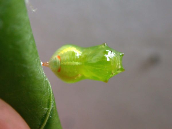 Pteronymia alissa pupa, KRW-63-2