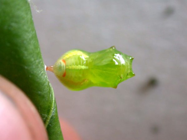 Pteronymia alissa pupa, KRW-63-2