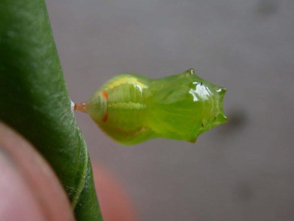 Pteronymia alissa pupa, KRW-63-2