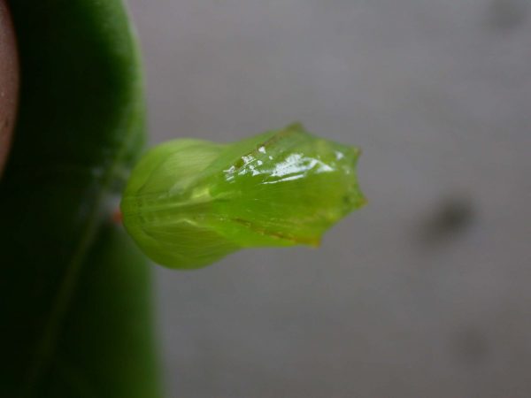 Pteronymia alissa pupa, KRW-63-2