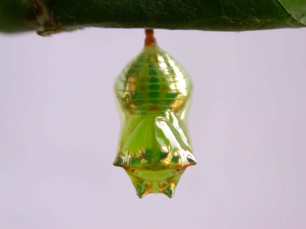 Pteronymia alissa pupa dorsal, KRW-200