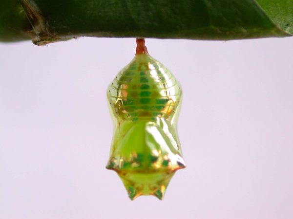 Pteronymia alissa pupa dorsal, KRW-200