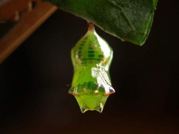Pteronymia alissa pupa dorsal, KRW-201