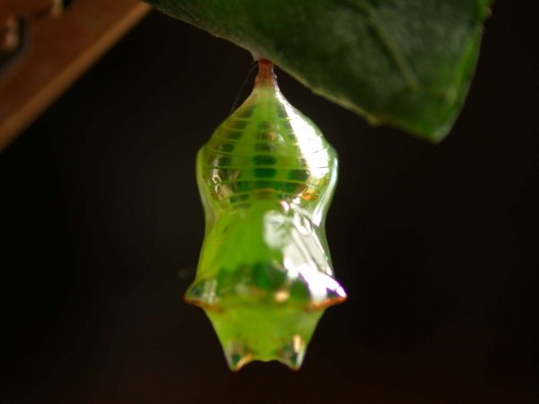 Pteronymia alissa pupa dorsal, KRW-201