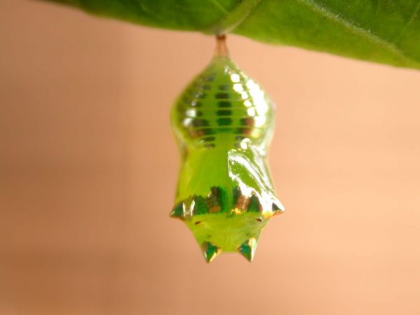 Pteronymia alissa pupa dorsal, KRW-202