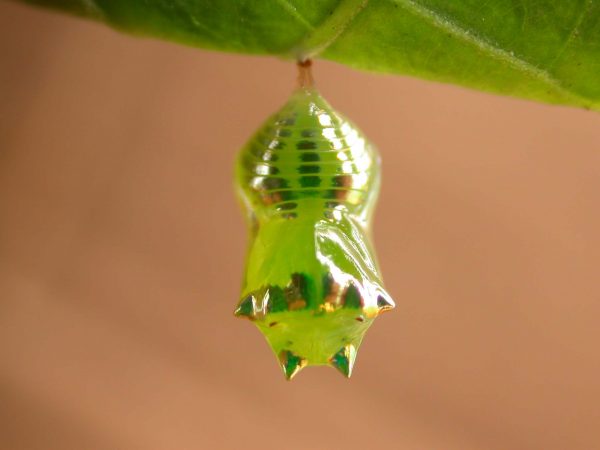 Pteronymia alissa pupa dorsal, KRW-202