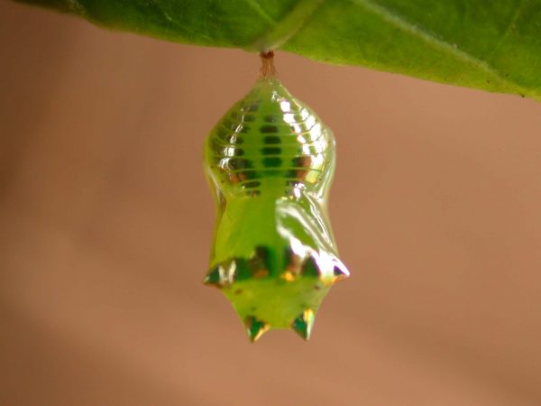 Pteronymia alissa pupa dorsal, KRW-202