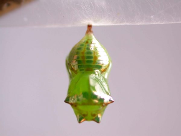 Pteronymia alissa pupa dorsal, KRW-203