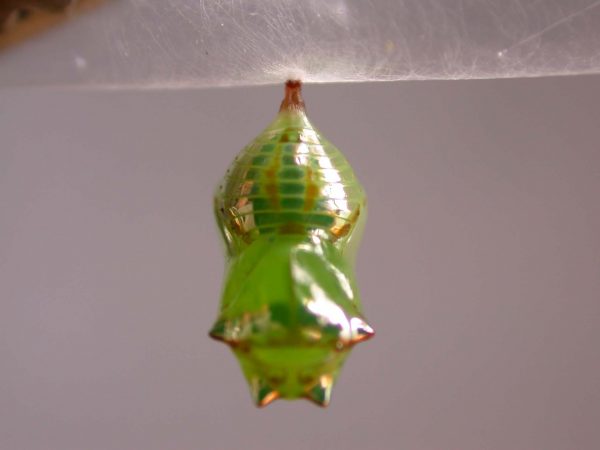 Pteronymia alissa pupa dorsal, KRW-203