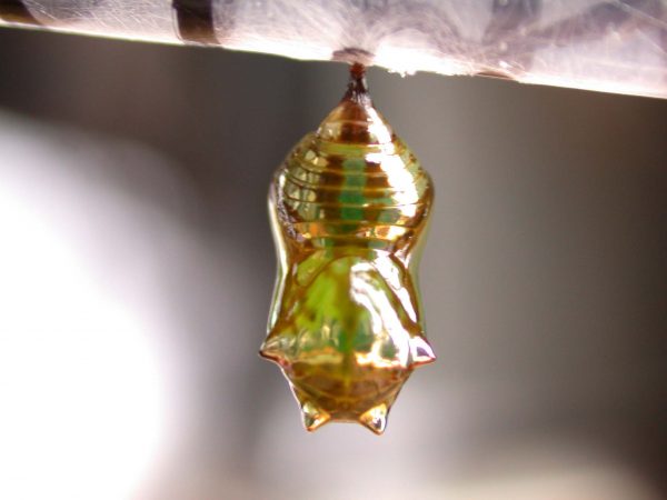 Pteronymia alissa pupa dorsal, KRW-203